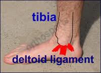 ayak bilegi deltoid ligament(4)