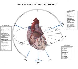 ECG-Anatomy