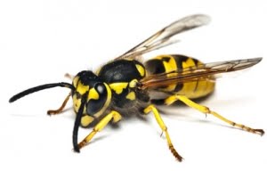 Sarı arı