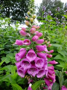 Digitalis-purpurea-Red-Velvet