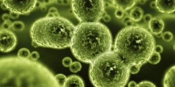 Penisilin grubu antibiyotikler