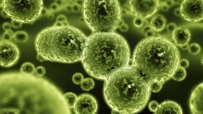 Penisilin grubu antibiyotikler