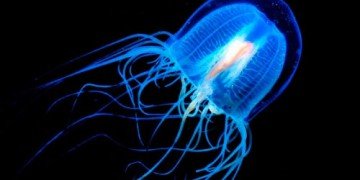 Irukandji denizanası