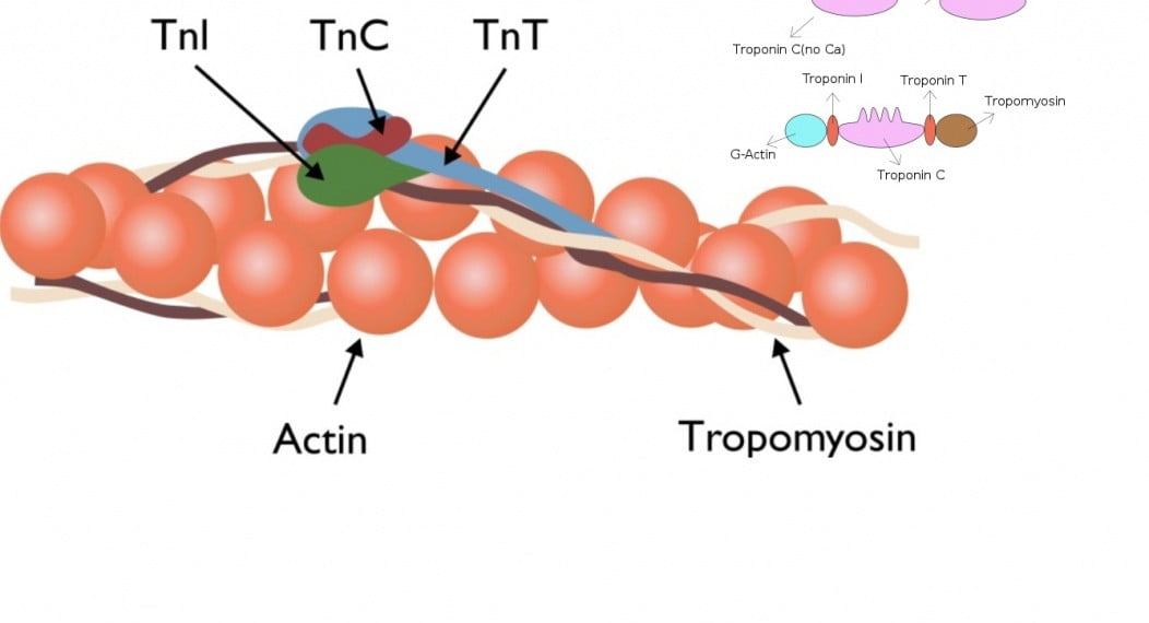 Troponin T referans değerleri nedir?