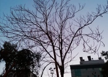 Düşürülmesi gereken tansiyon var, bir de kafa içi kanama var