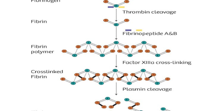 Gebeler de d-dimer referans değerleri
