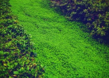 İzole vertigoda görüntüleme bir başka acil servis efsanesi mi