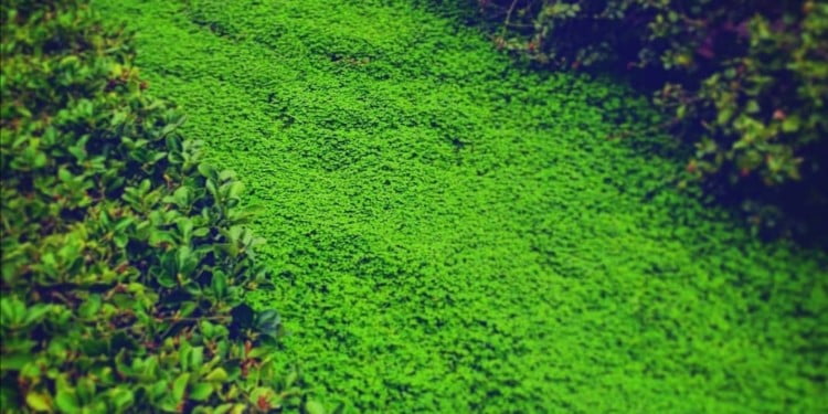 İzole vertigoda görüntüleme bir başka acil servis efsanesi mi